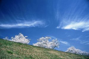 町が以前実施した写真展「いかるが百景フォトコンテスト」の入選作（斑鳩町提供）