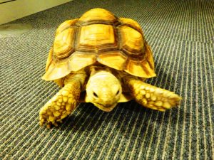 保護されたケヅメリクガメ（県警提供）