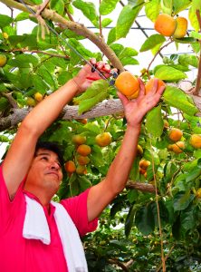 ハウスで柿を収穫する辰谷さん