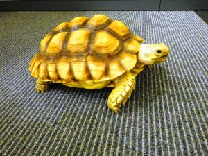 保護されたケヅメリクガメ（県警提供）