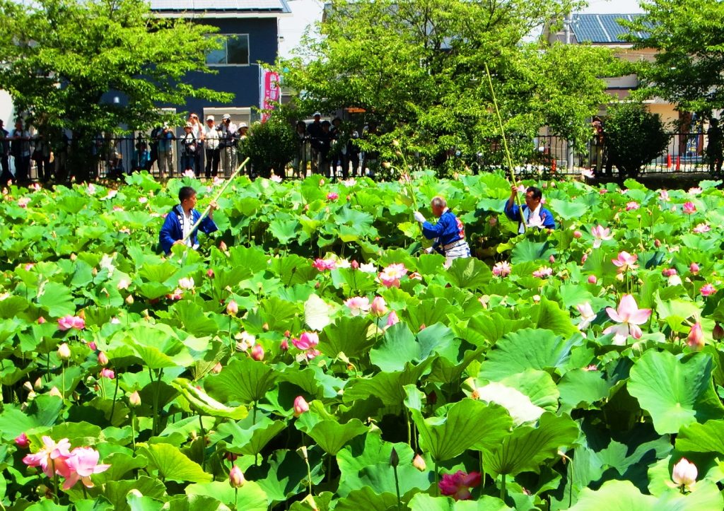 舟に乗って蓮取りをする地区役員ら