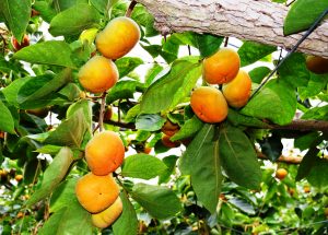 おいしく色づいたハウス柿