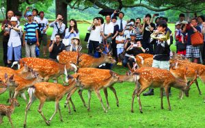 ホルンの音に誘われて鹿が群れをなして現れた