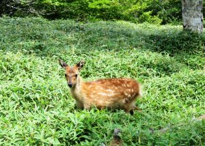 登山道付近に姿を見せた子ジカ