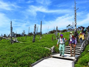 枯れたトウヒの木が立ち並ぶ登山道を歩くツアー参加者