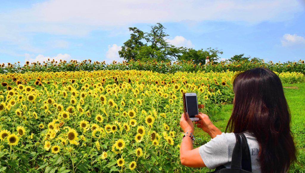 馬見丘陵公園のヒマワリが見頃を迎えている