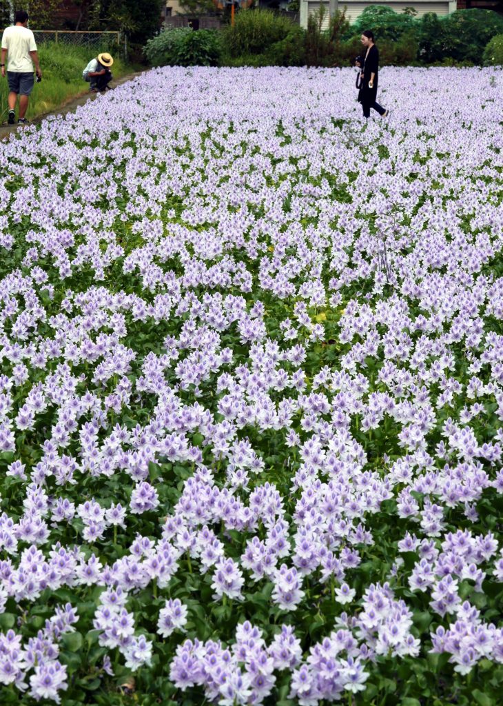 本薬師寺跡周辺に咲くホテイアオイ（２４日撮影）