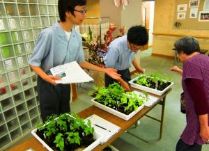 変化朝顔の苗を配る青翔高校の生徒