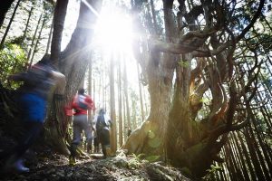 過去の大会で小辺路の参詣道を駆け抜けるランナー(十津川村提供)