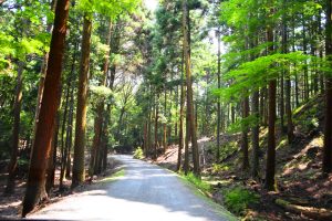 鴬の滝に向かう道中は、スギなどの大木が建ち並び木漏れ日が差し込んでいる