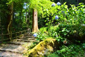 鴬の滝に続く石段を下る途中、淡い水色のアジサイが咲いていた