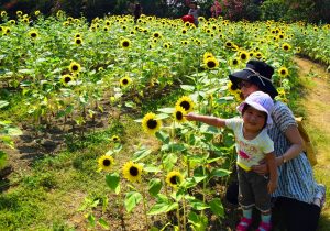 馬見丘陵公園のヒマワリが見頃を迎えている