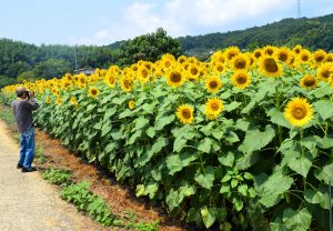 大輪の花を咲かせているヒマワリ