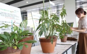 館内にはヤマトトウキやドクダミ、トチュウなど薬用植物の現物も展示されている