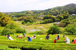 茶畑では茶摘み体験イベントも開催されている（山添村提供）