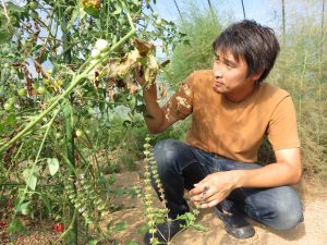 自宅前の畑で栽培しているトマトの手入れをする赤司研介さん