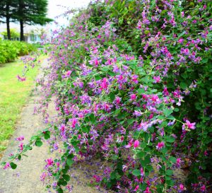見ごろとなっているハギの花