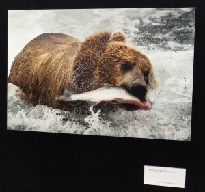 サケをとらえるブラウンベアを写した作品