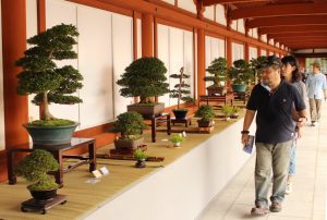来場者たちは丹念に手入れされたさまざまなサツキの盆栽に見入っていた