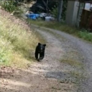 １０月に野迫川村で目撃されたクマ（住民提供）