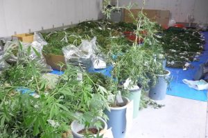 押収された大麻