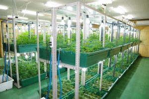 蛍光灯をあてて栽培されている大麻草