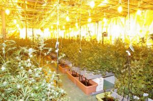 高圧ナトリウムランプをあてて栽培されている大麻草＝和歌山県かつらぎ町