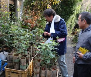 竹筒で育てたハナガカシの苗(一箭さん提供)