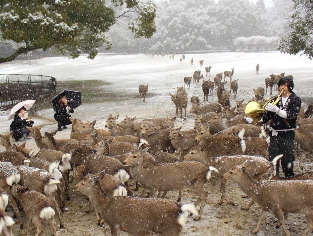ホルンの音色に集まるシカ