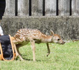 シカの赤ちゃん②