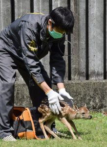 シカの赤ちゃん①