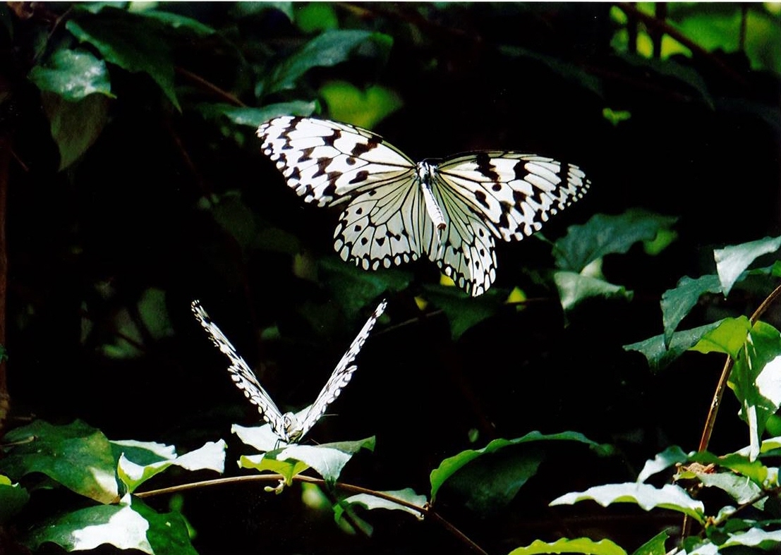 さしかえ　奈良写真倶楽部