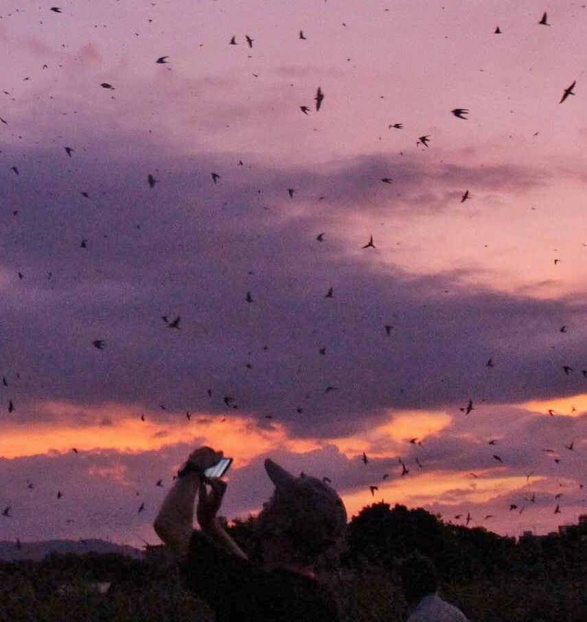 １６日、集団でねぐら入りするツバメ＝午後７時５分、平城宮跡